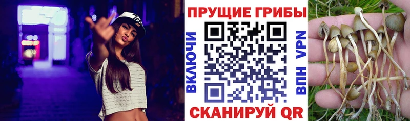 Купить  Буинск  Псилоцибиновые грибы Magic Shrooms 
